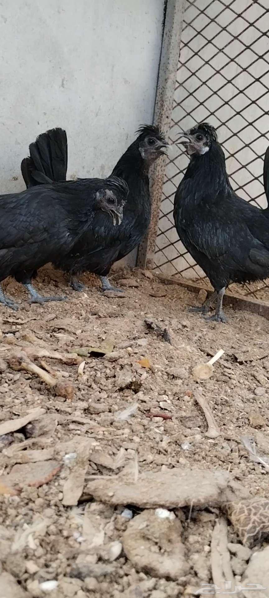 للبيع 3 دجاجات64388371602691110