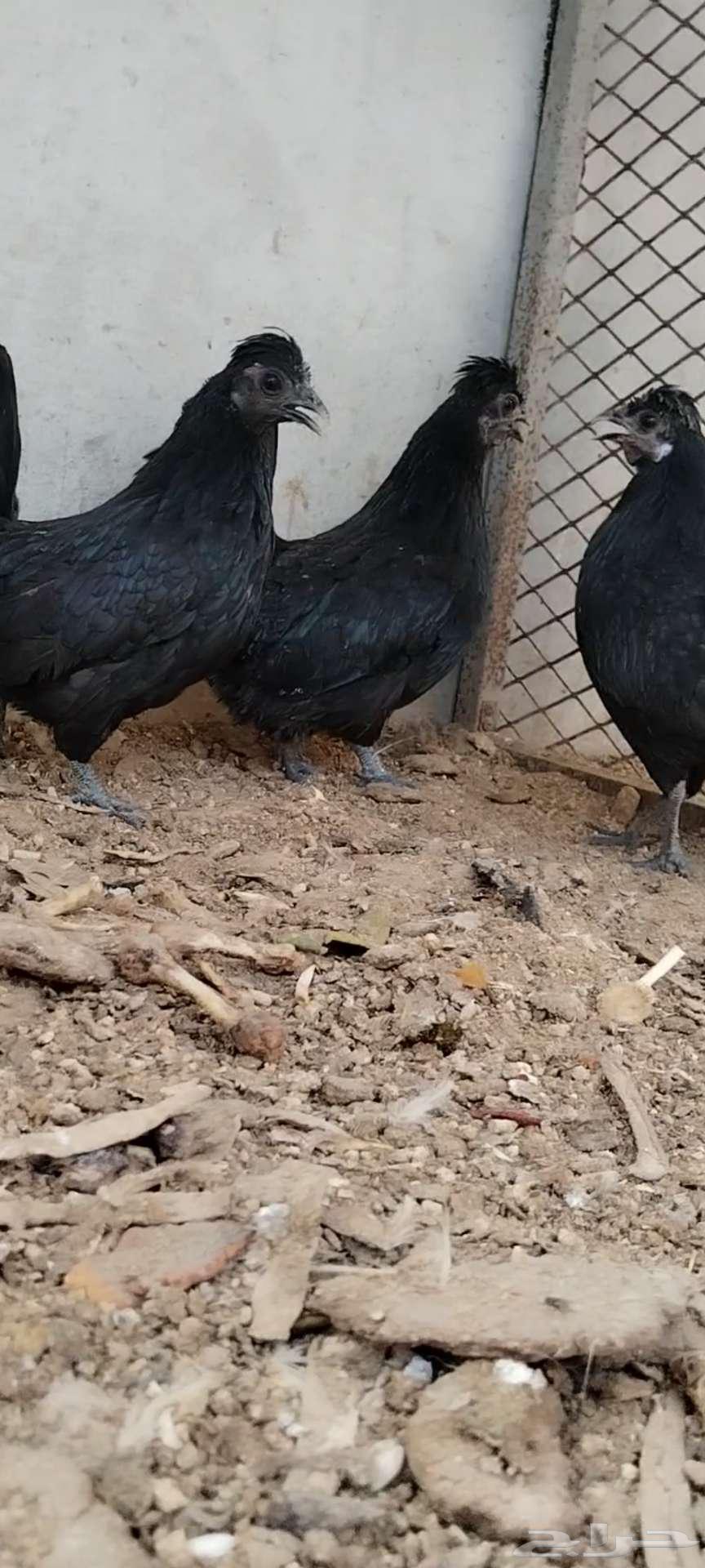 للبيع 3 دجاجات64388371602691114