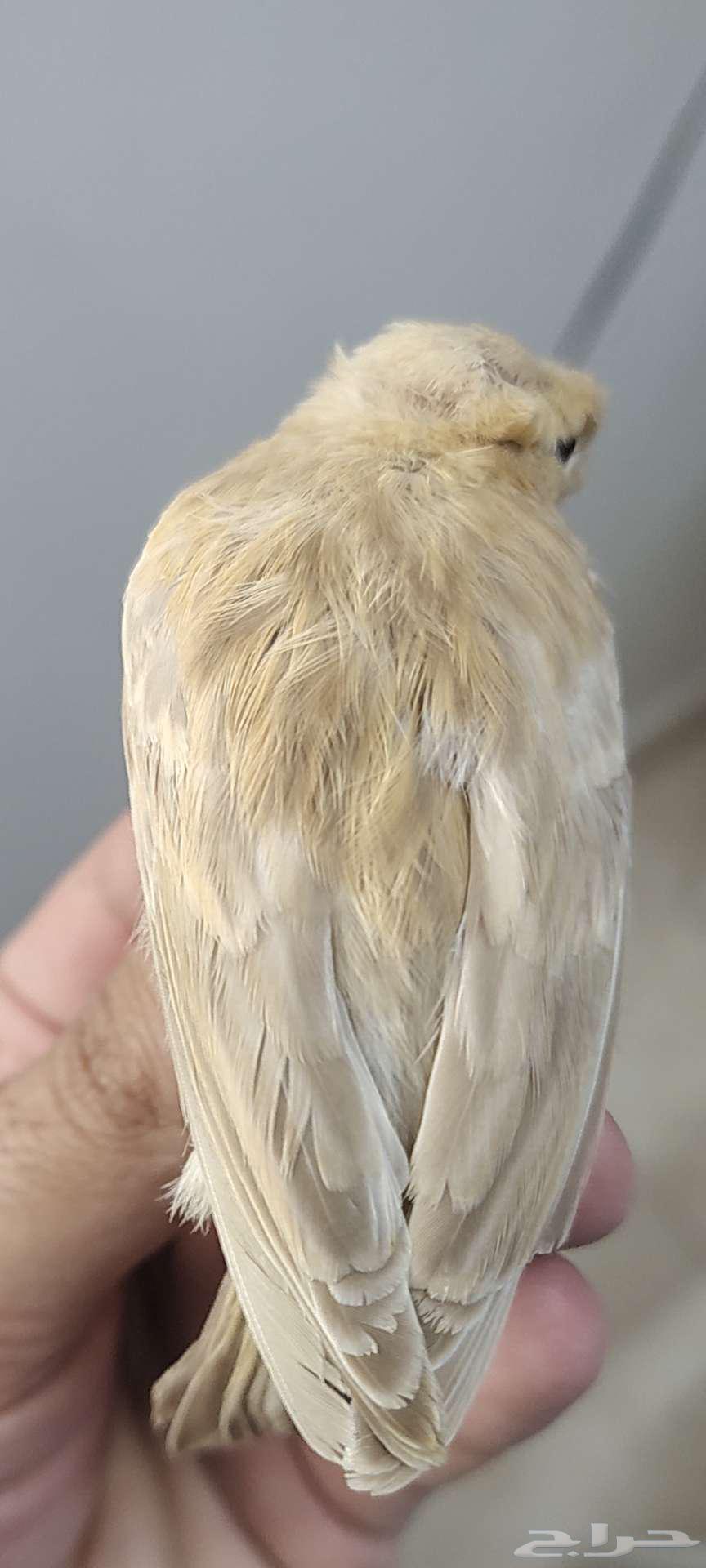 My Canary Chicks, Good Quality64392114534913112