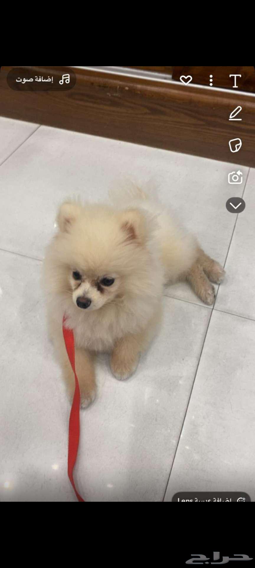 اللبيع كلب مشاهير تربيه64381246365186112