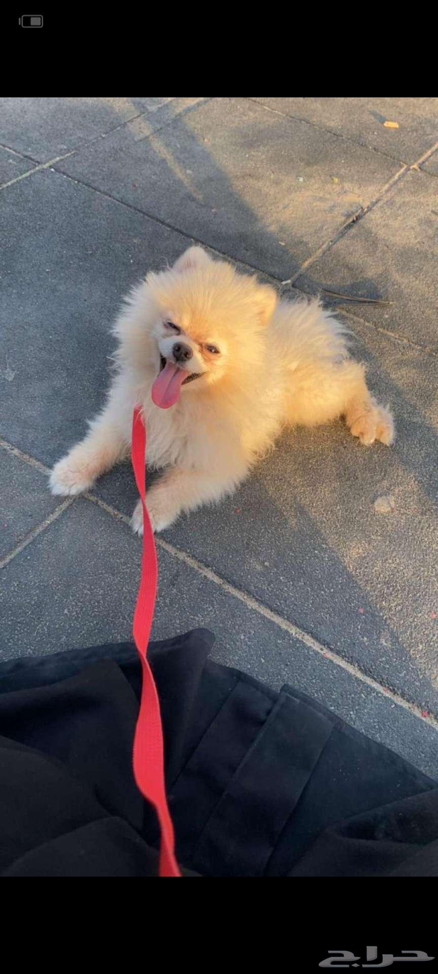 اللبيع كلب مشاهير تربيه64381246365186110