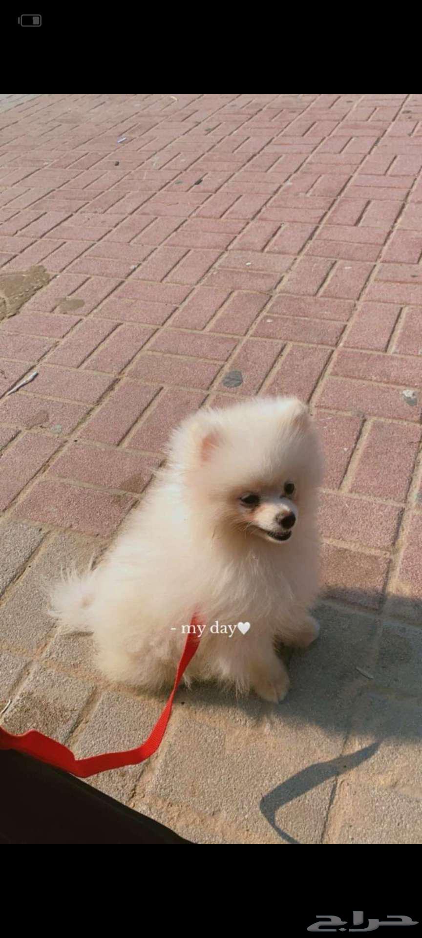 اللبيع كلب مشاهير تربيه64381246365186111