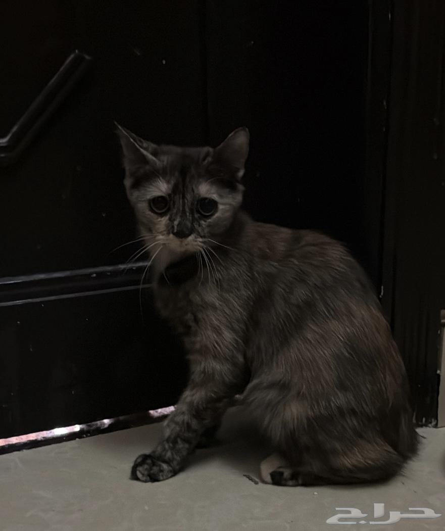 تبني قطط الرياض64380293456642112