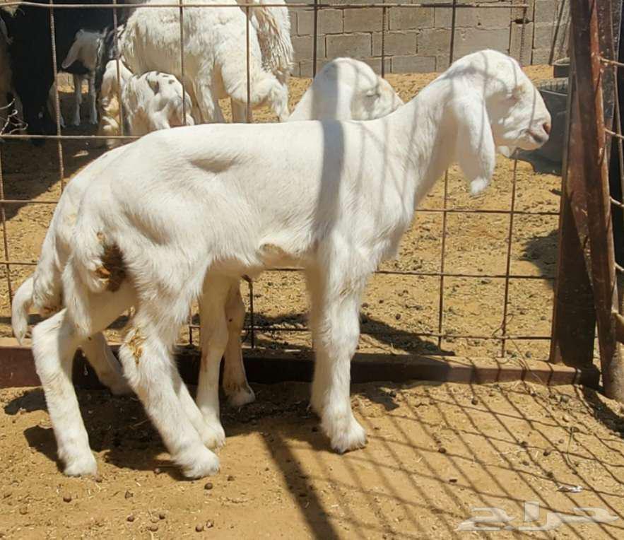 2 نعاج حريات تحتها رخال صنف64384231424387114