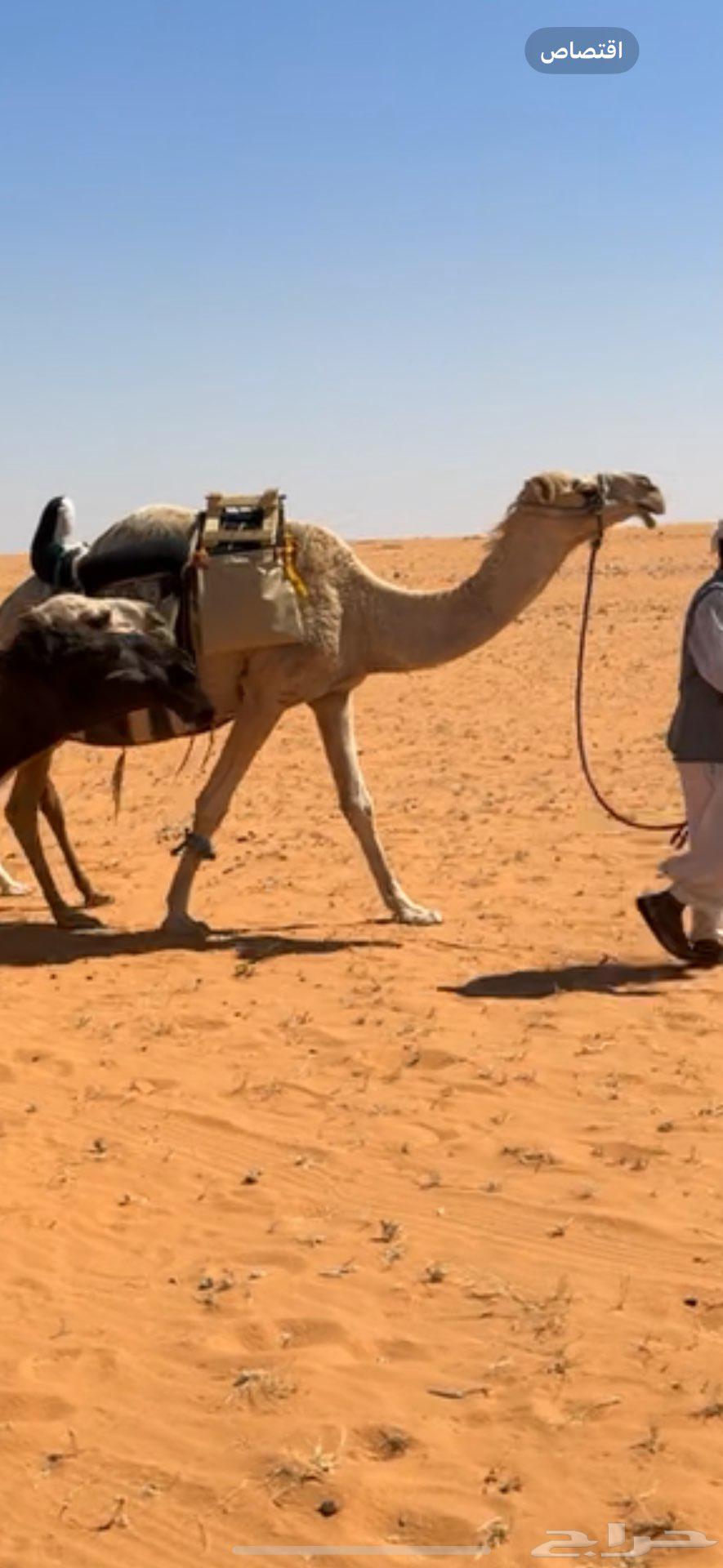 رحول ابل للبيع64392758970881110