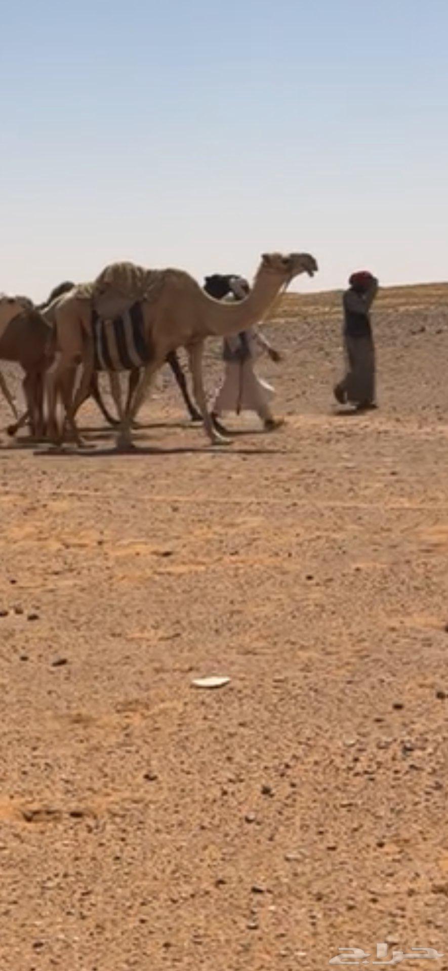 رحول ابل للبيع64392758970881111