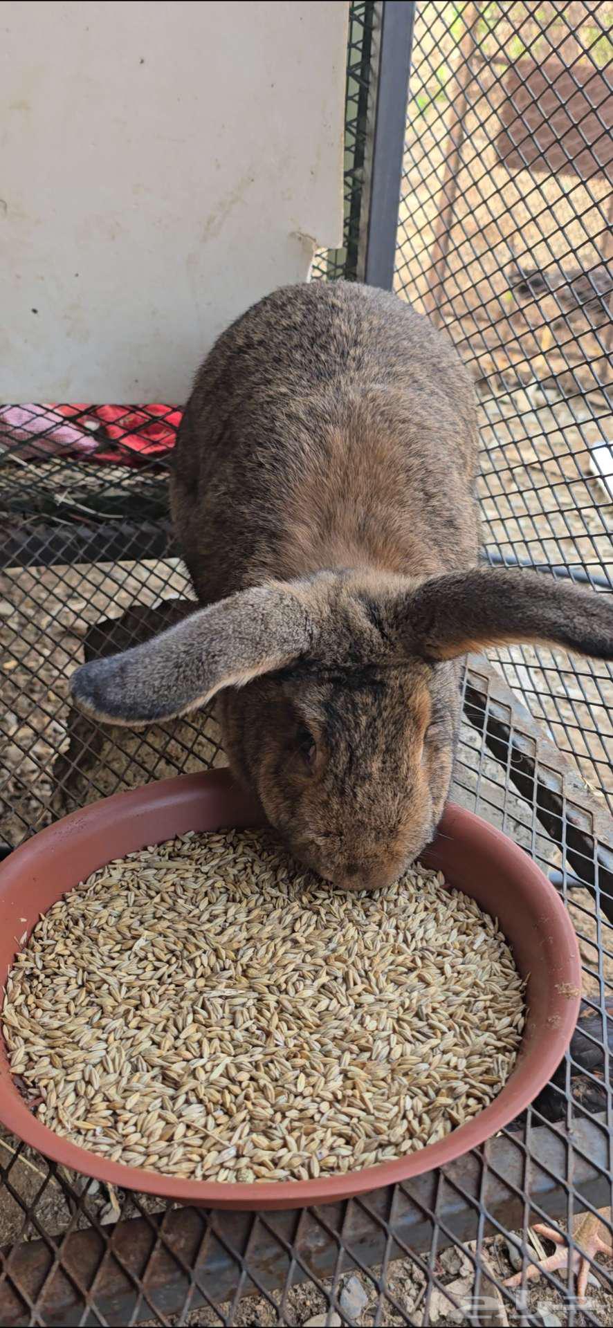 ارنب فلاندر الماني64381548407041110