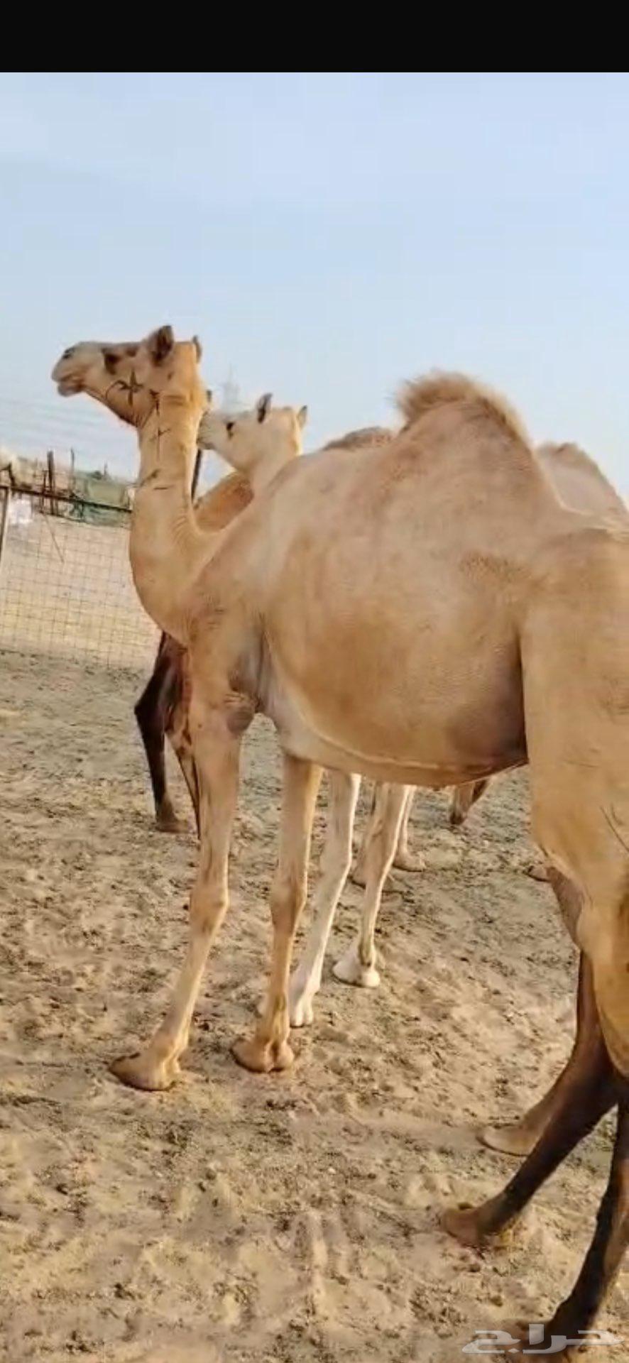 ناقه حره للبيع سنها ثنيه64389985279490111