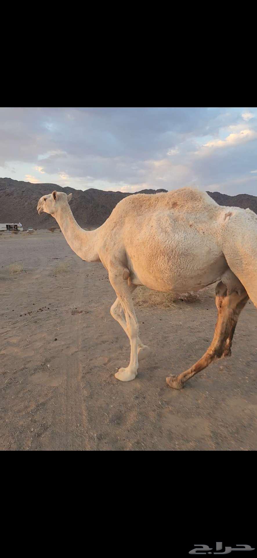 ناقه عشرا ضريبه مبيوع ولدها قبل أسبوعين64391811597826114