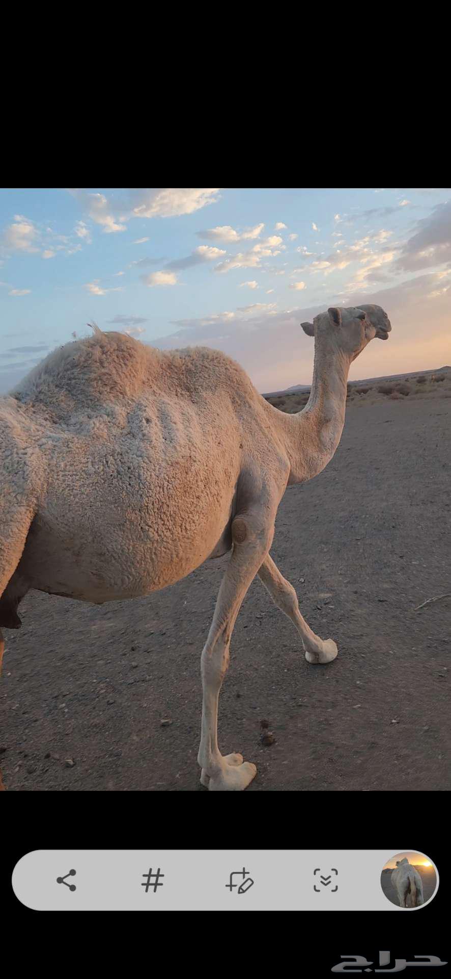 ناقه عشرا ضريبه مبيوع ولدها قبل أسبوعين64391811597826113