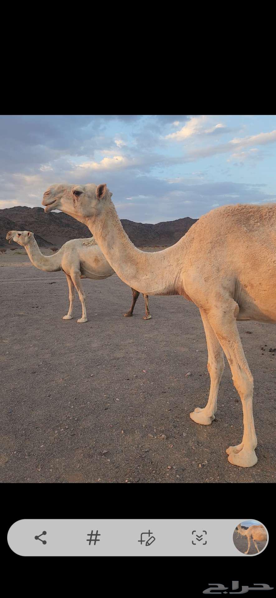 ناقه عشرا ضريبه مبيوع ولدها قبل أسبوعين64391811597826112