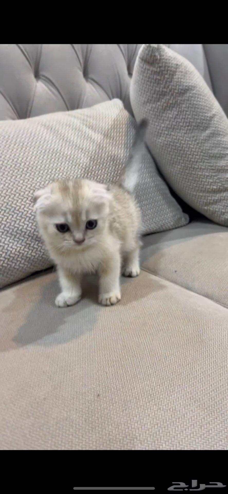 سكوتش فولد ذكر عمره شهرين ونص للبيع64383039447427111