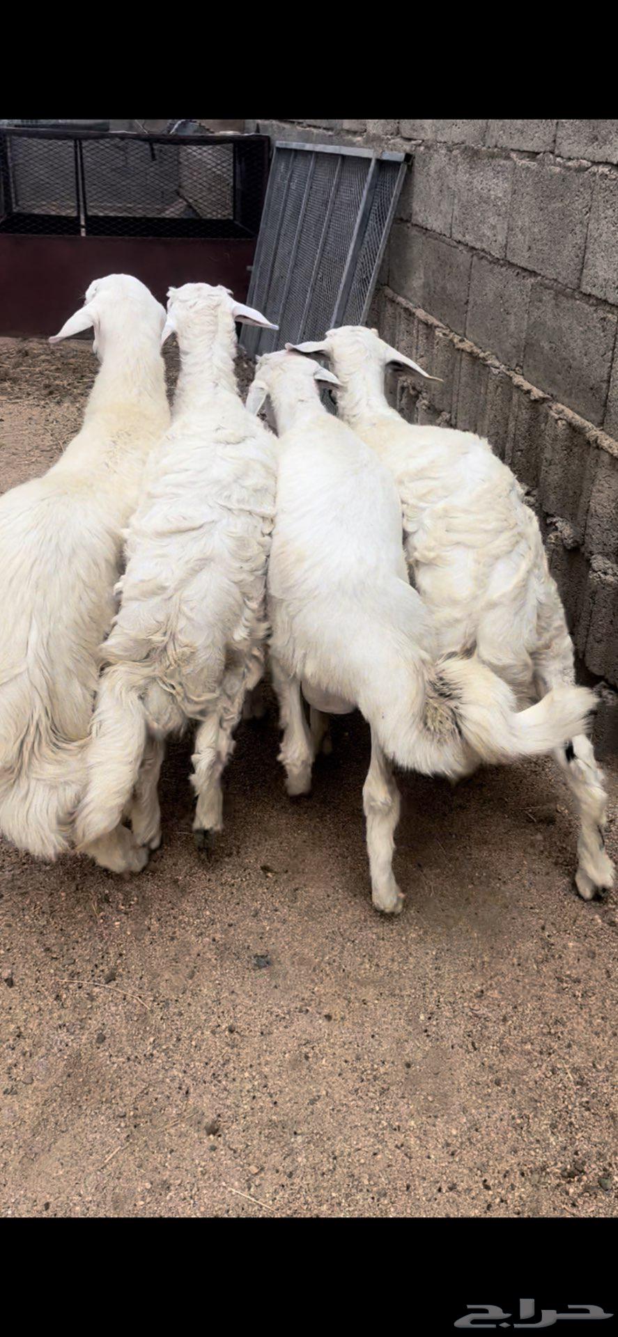 خرفان جبره ذبايح64384259500675112