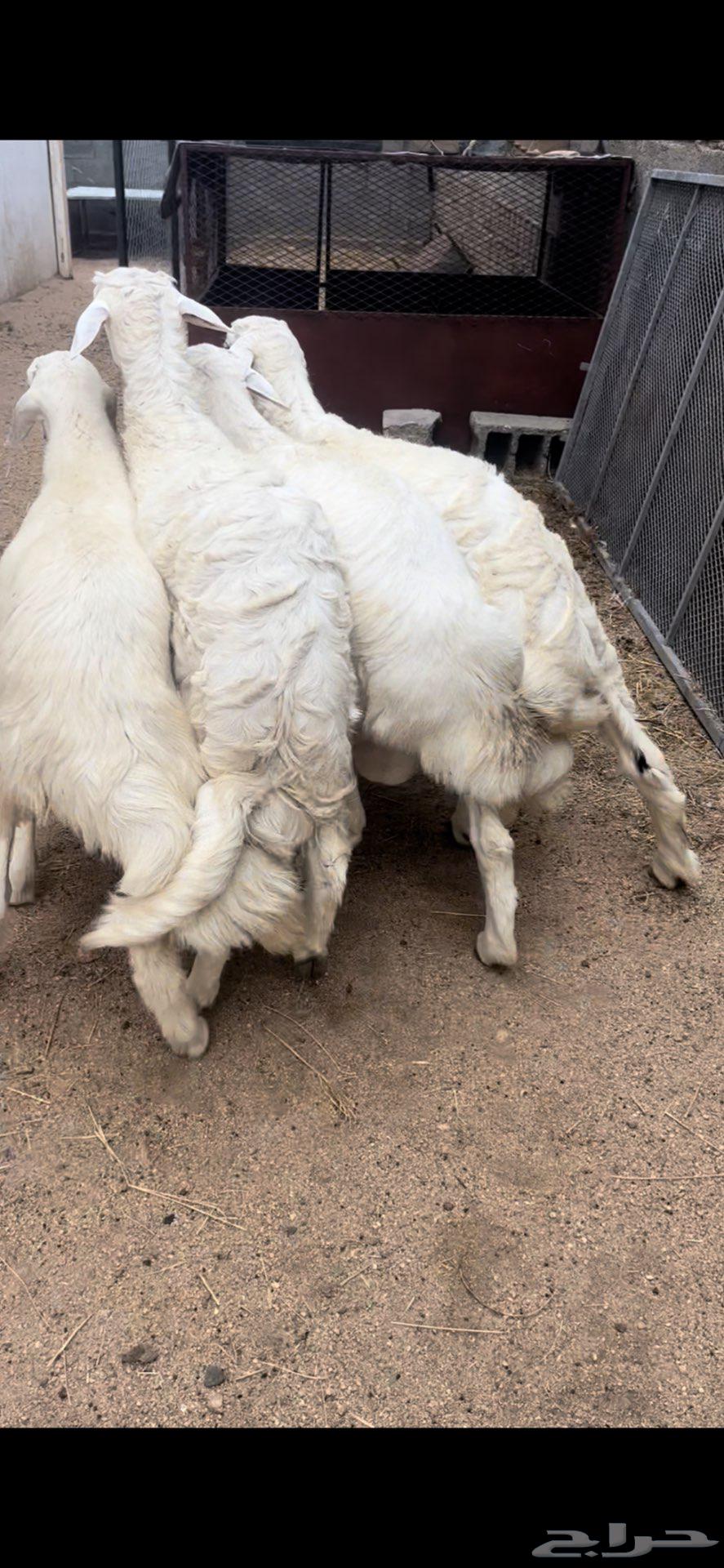 خرفان جبره ذبايح64384259500675111