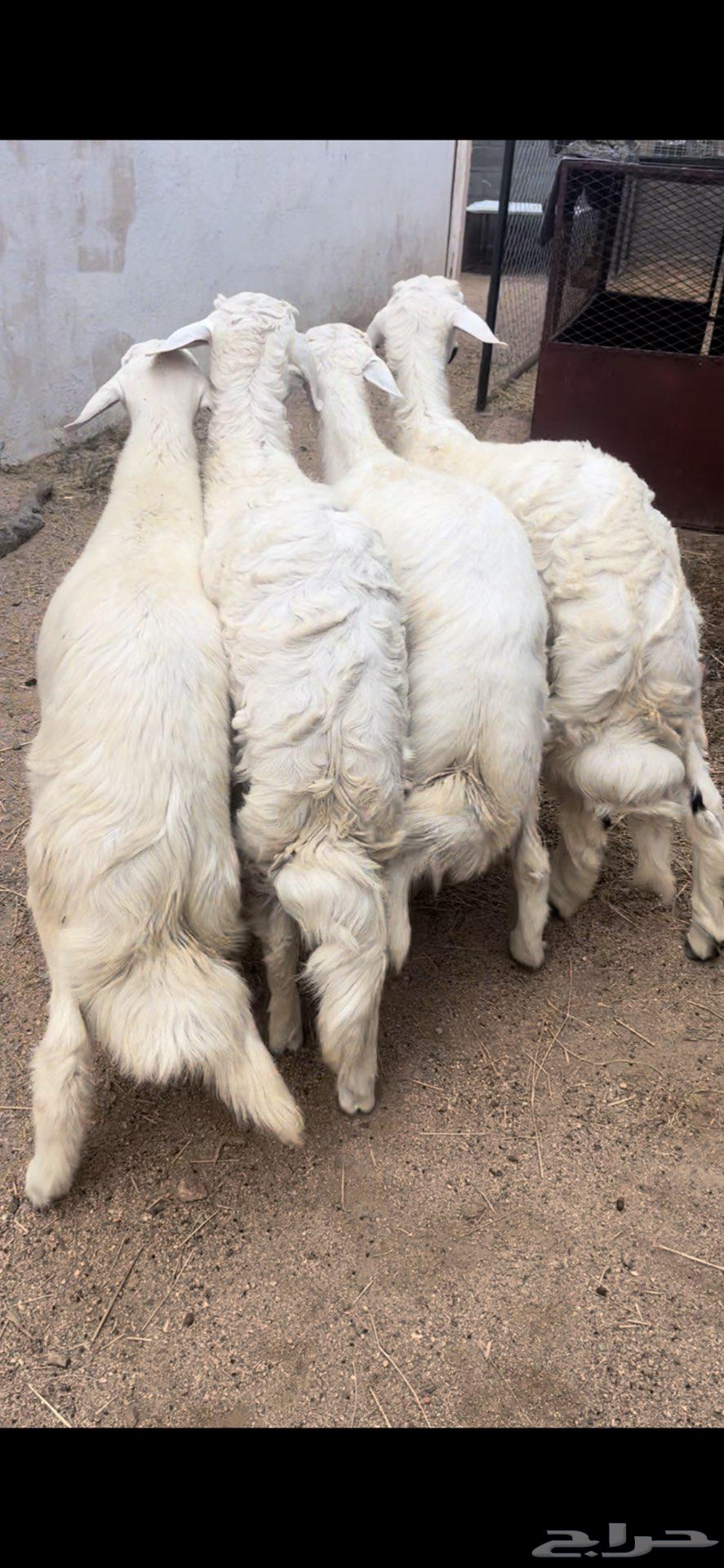 خرفان جبره ذبايح64384259500675110