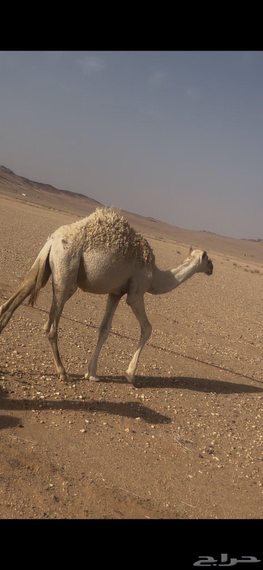 قعدان للبيع64386683126147110