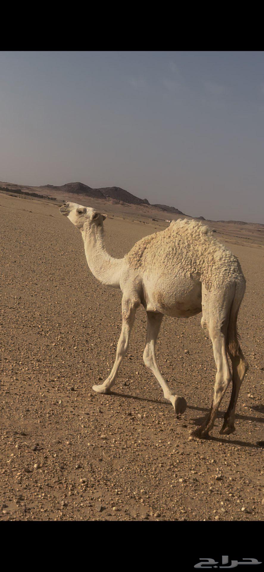 قعدان للبيع64386683126147111