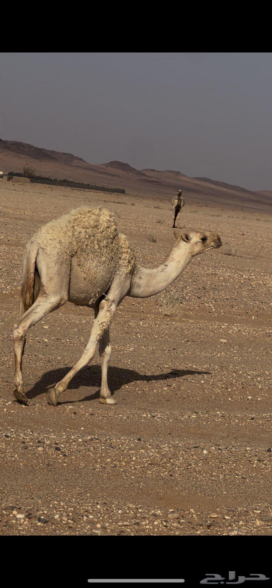 قعدان للبيع64386683126147112