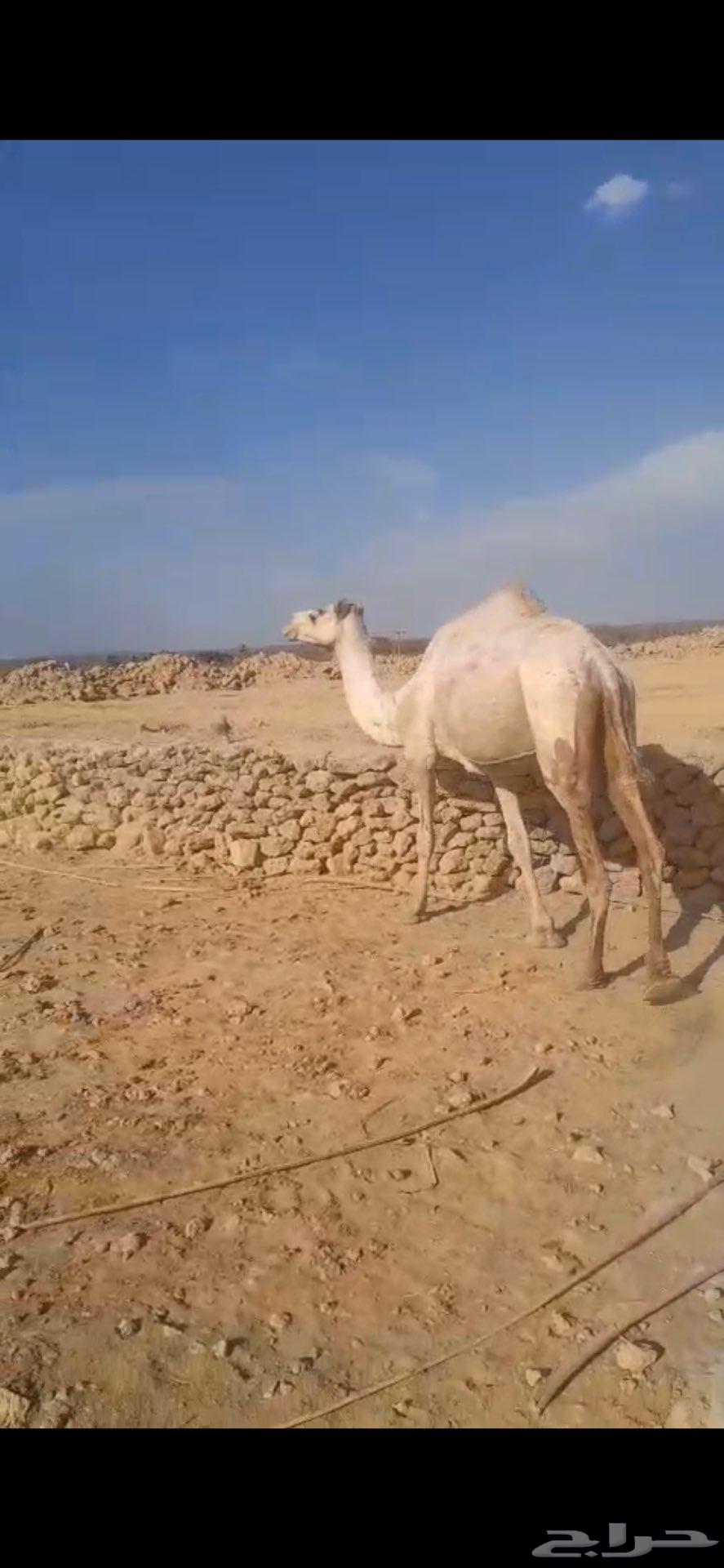 للبيع ناقه لقحه64388743295363111