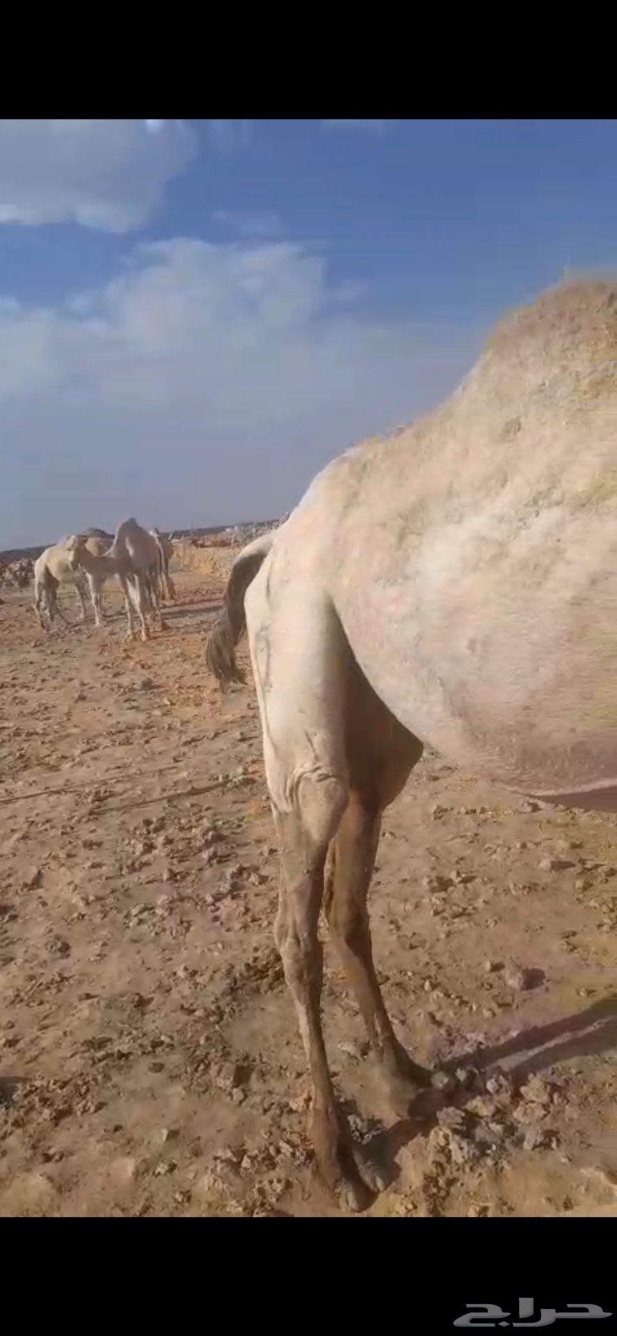 للبيع ناقه لقحه64388743295363112