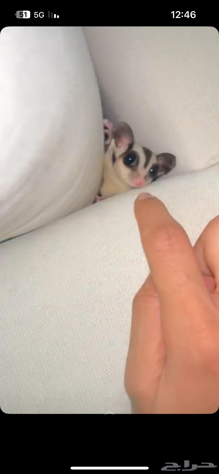 سنجاب شوقر قلايدر انثى للبيع64388688212611110