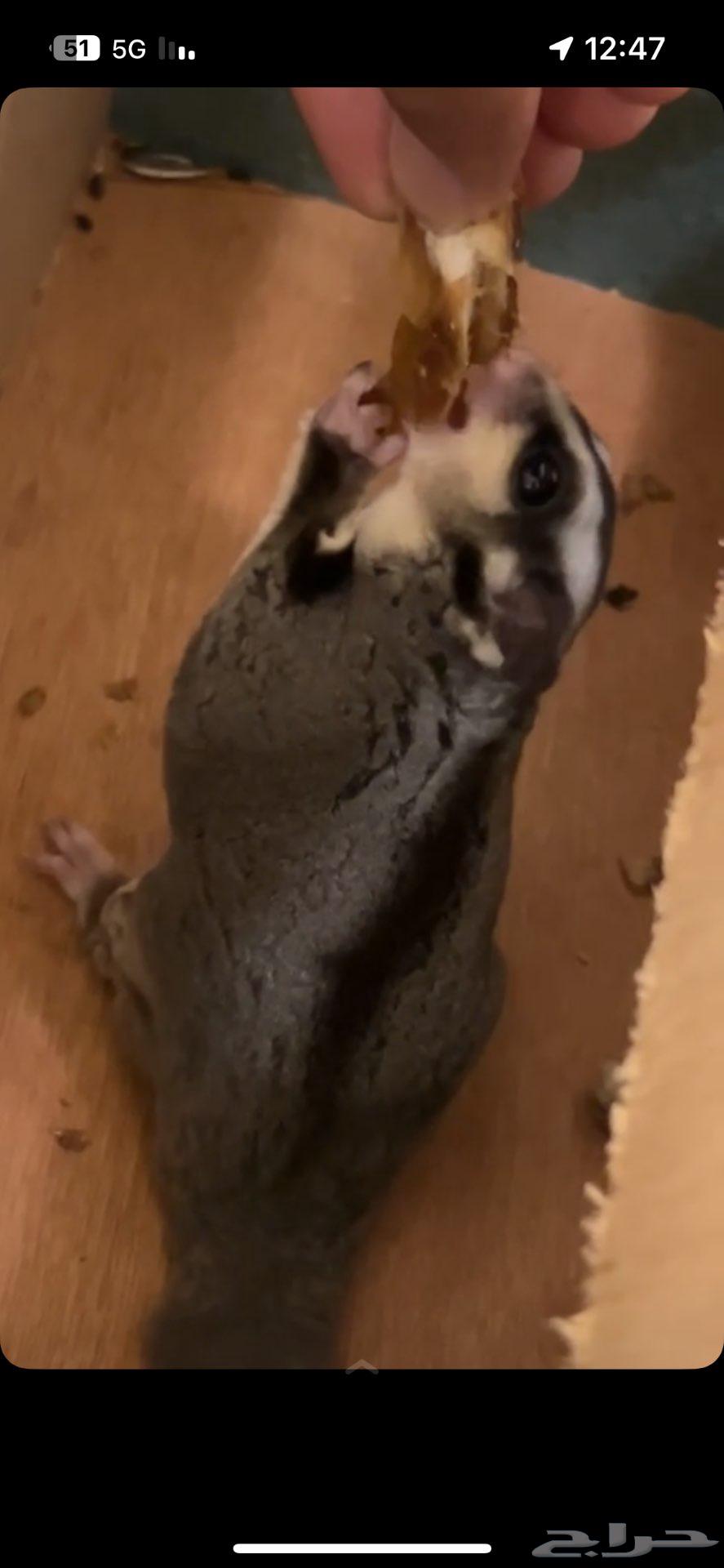 سنجاب شوقر قلايدر انثى للبيع64388688212611111