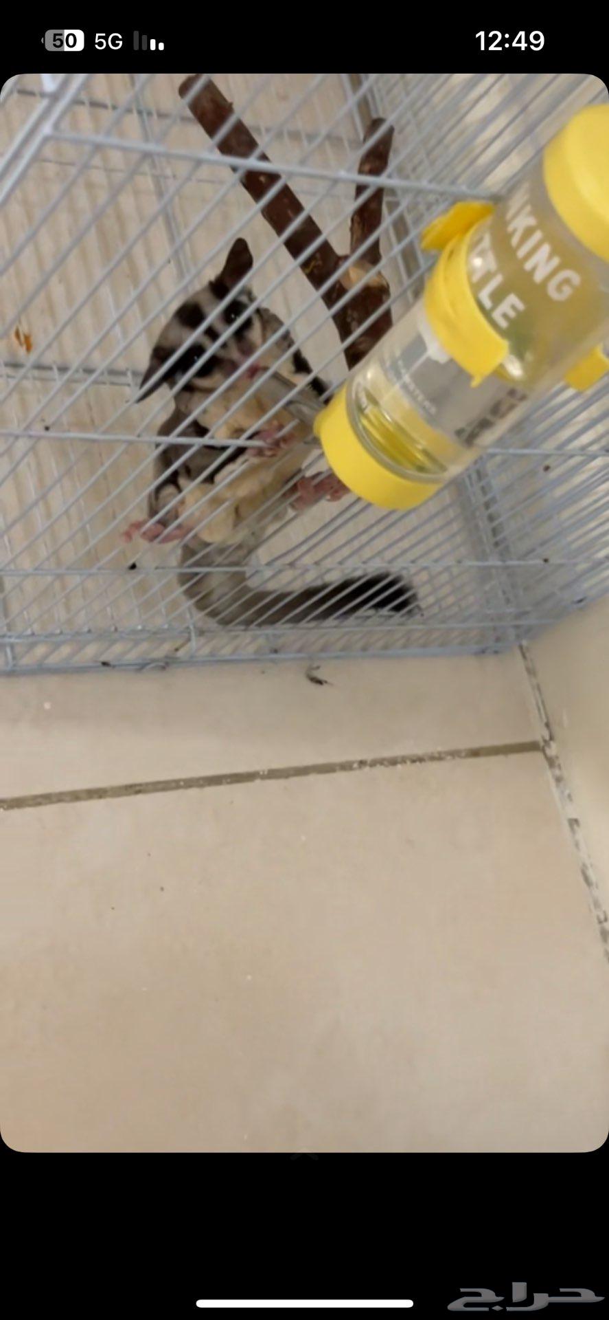 سنجاب شوقر قلايدر انثى للبيع64388688212611113