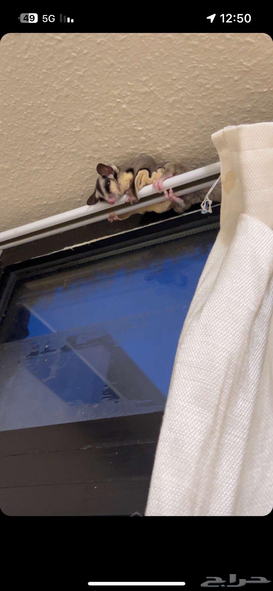 سنجاب شوقر قلايدر انثى للبيع64388688212611112