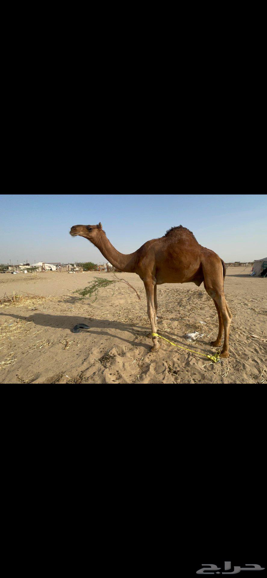 Red sitting Sudanese stud project good64391147059331111