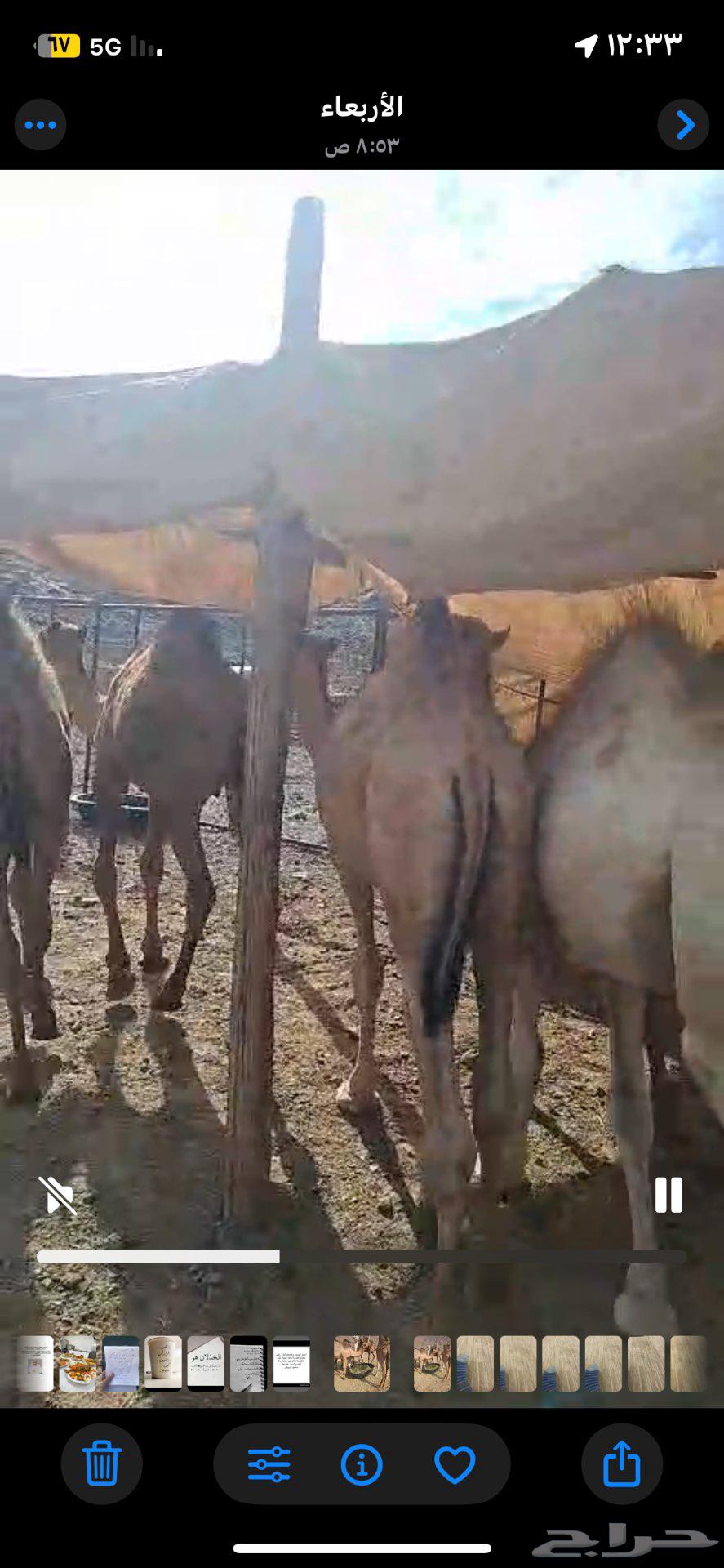 حشو قعدان بريه للبيع64392731083137110