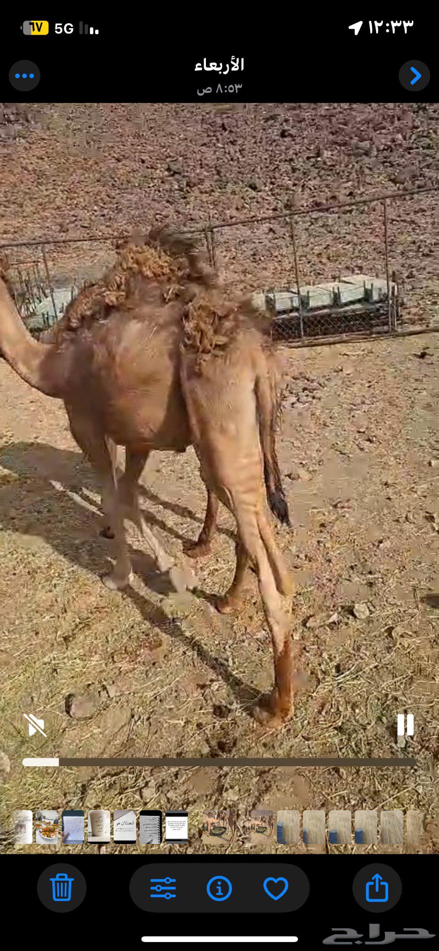 حشو قعدان بريه للبيع64392731083137114