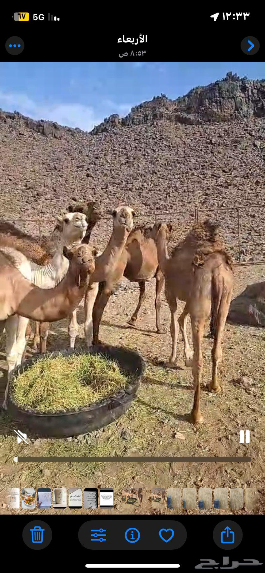 حشو قعدان بريه للبيع64392731083137113