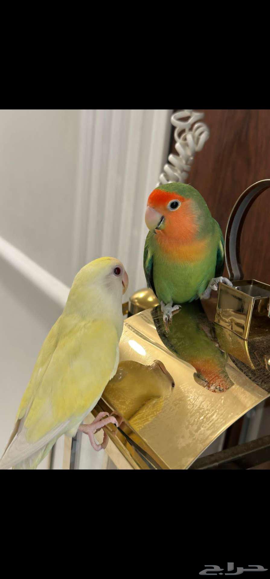 زوج ببغاء الروز64390981620866111