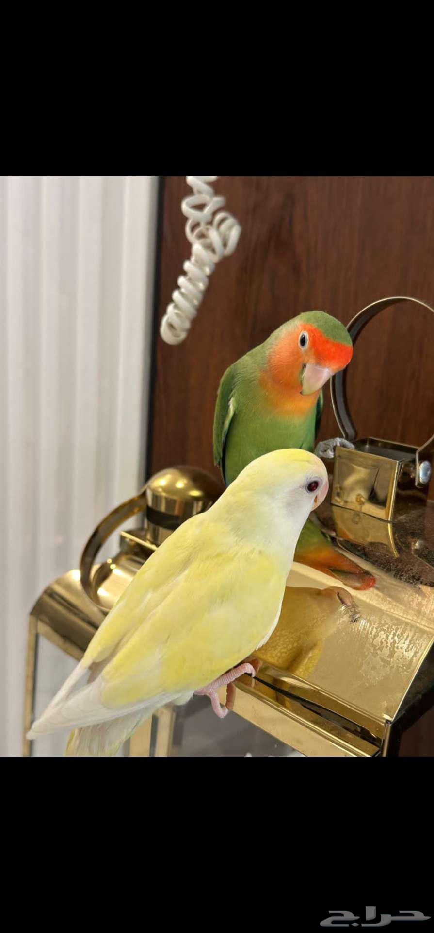زوج ببغاء الروز64390981620866110