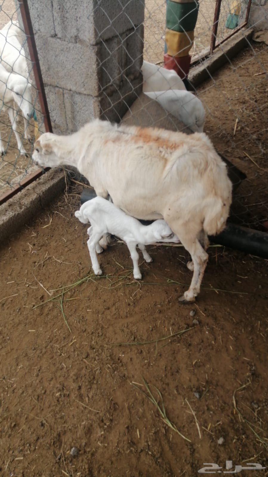 Sheep product64383386603011111