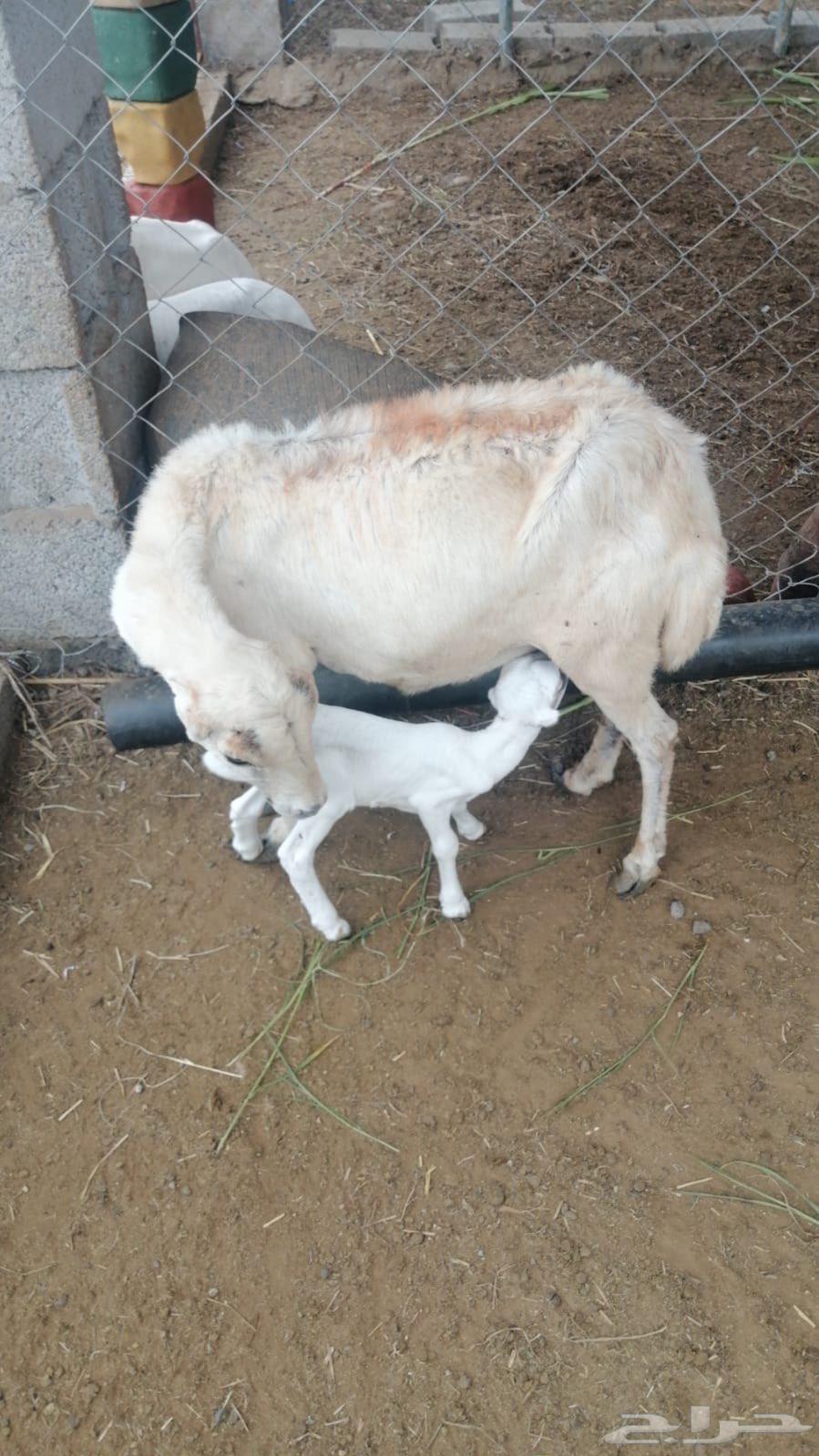 Sheep product64383386603011112