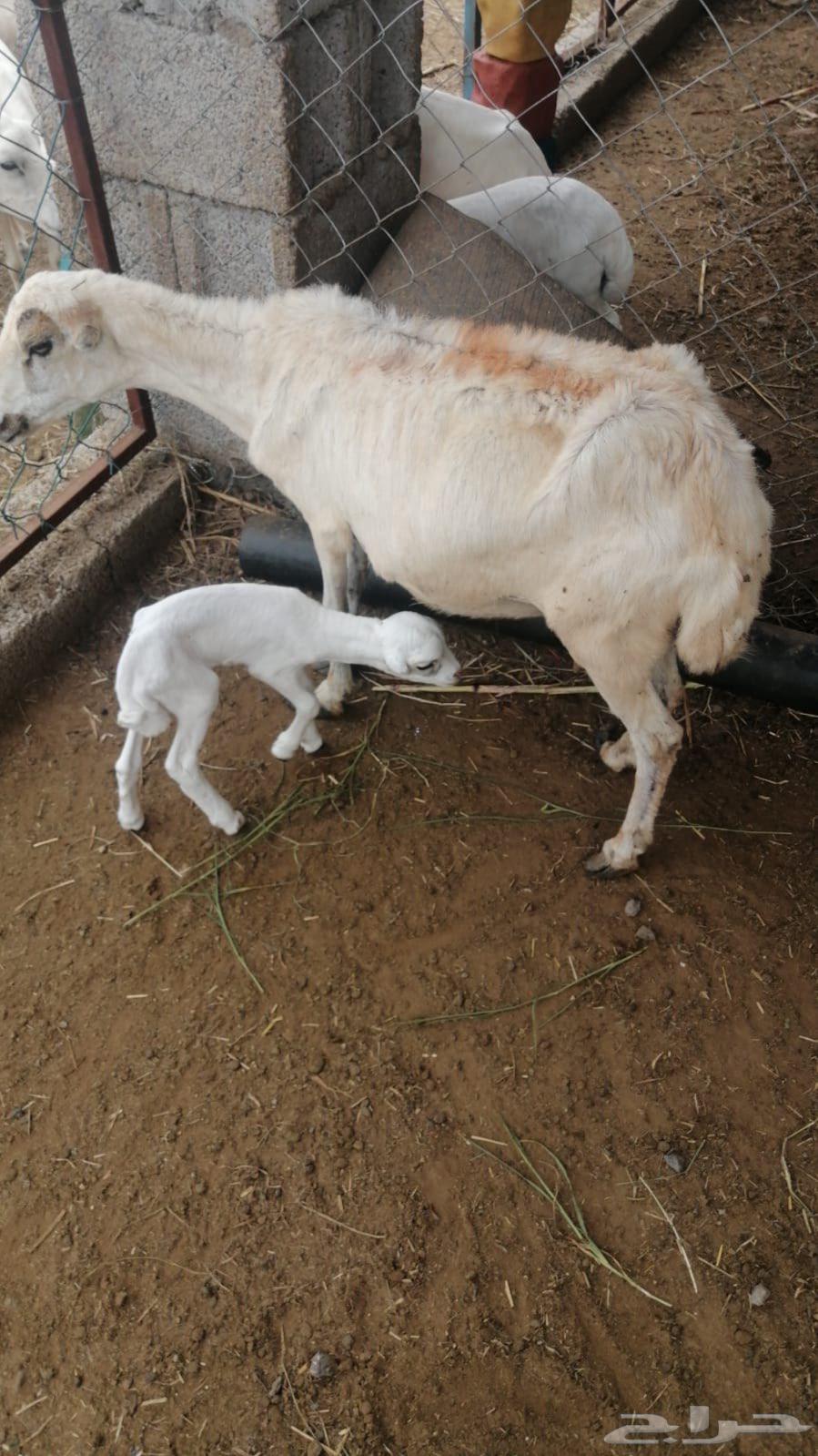 Sheep product64383386603011110