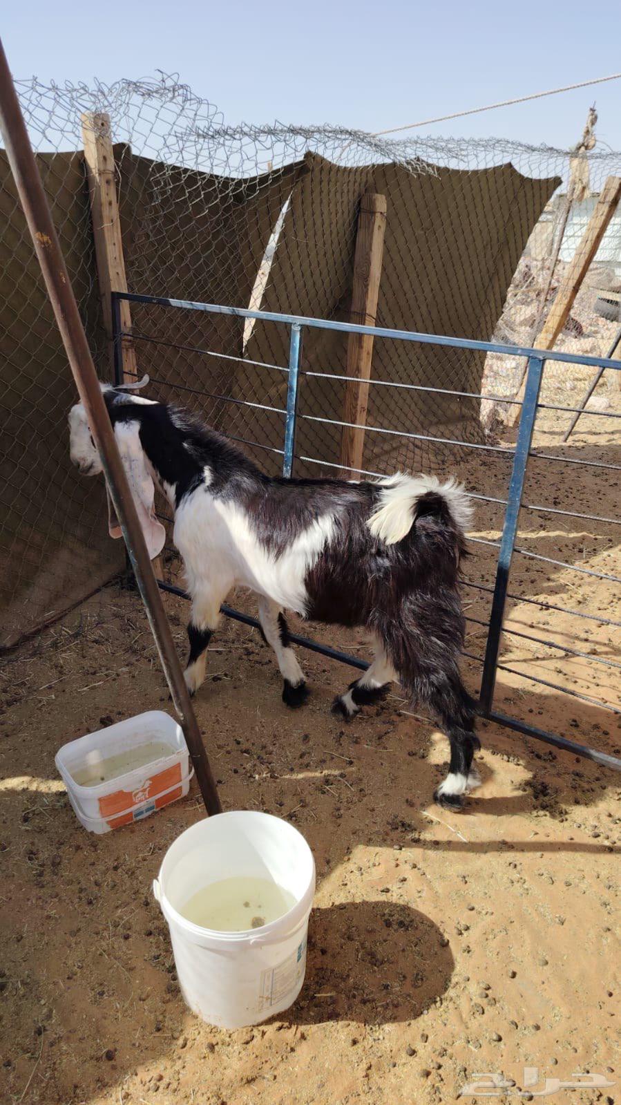 تيس عارضي مغلق للبيع64384492963202111