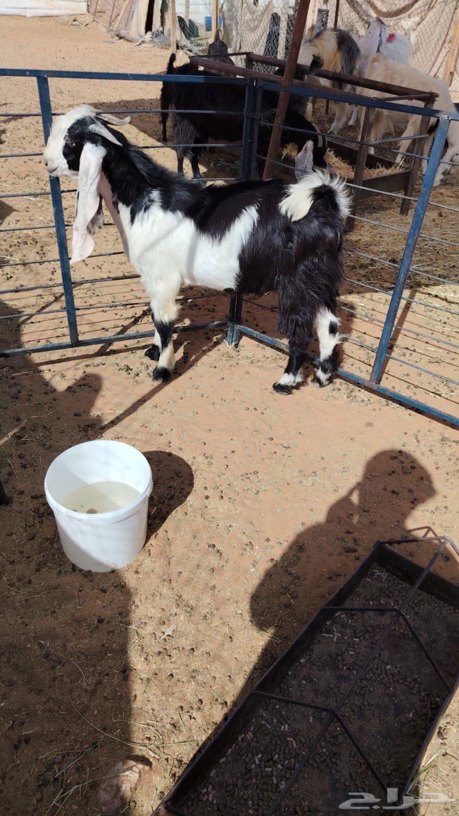 تيس عارضي مغلق للبيع64384492963202113