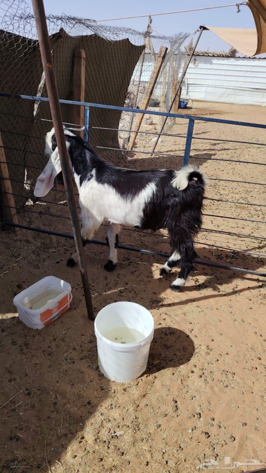 تيس عارضي مغلق للبيع64384492963202114