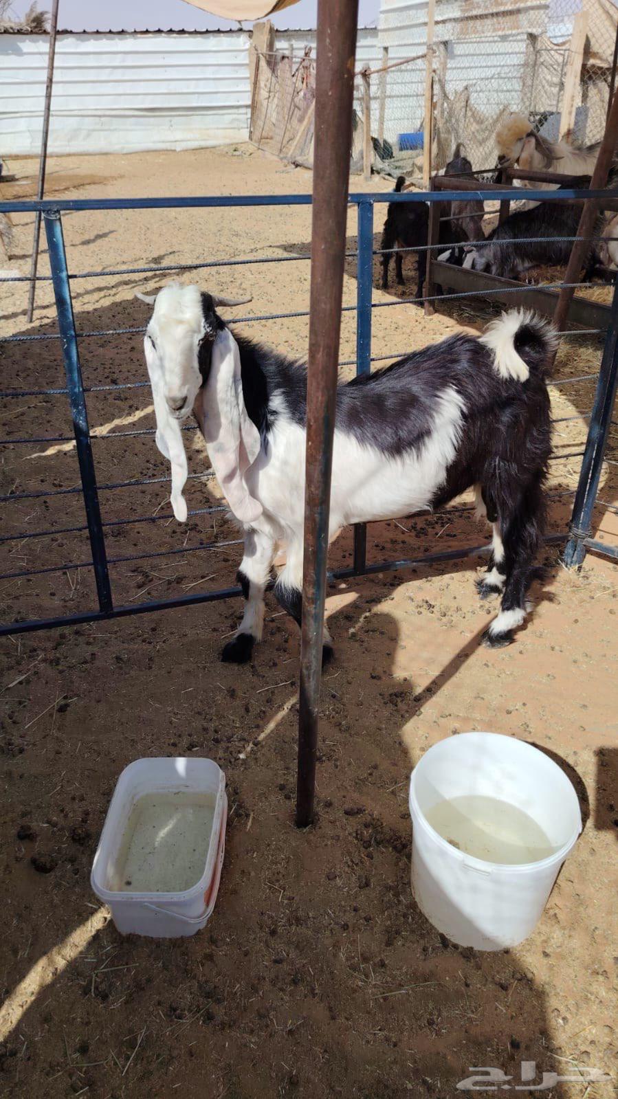 تيس عارضي مغلق للبيع64384492963202110