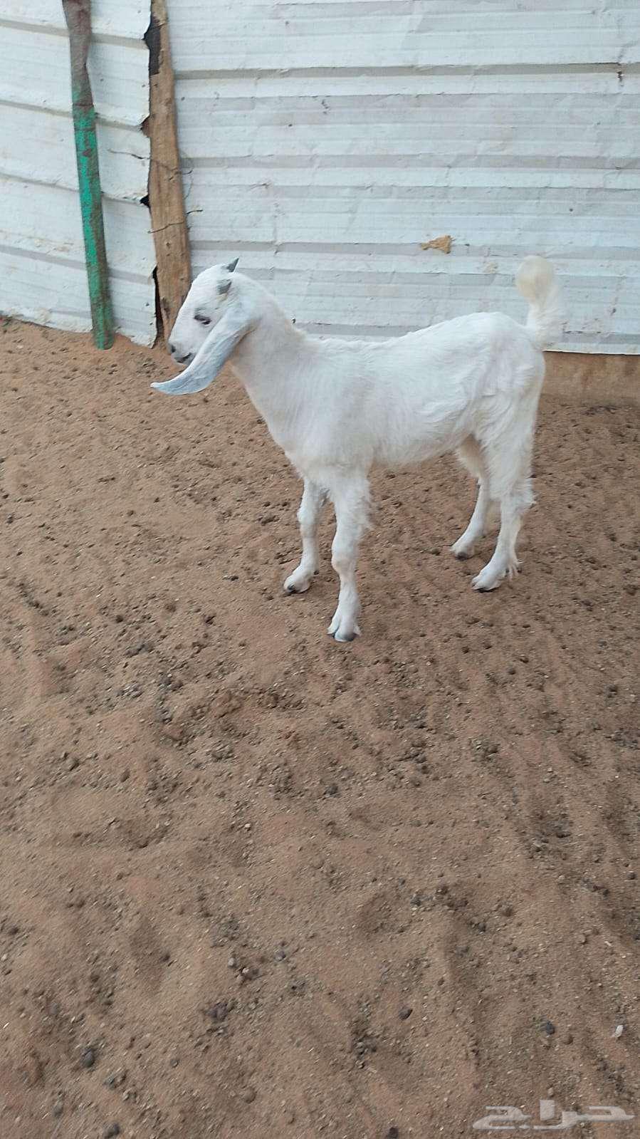Two-month-old goat64388523380097111