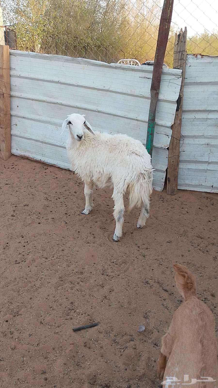 رخل حريه عمرها 5 شهور64388674579585110