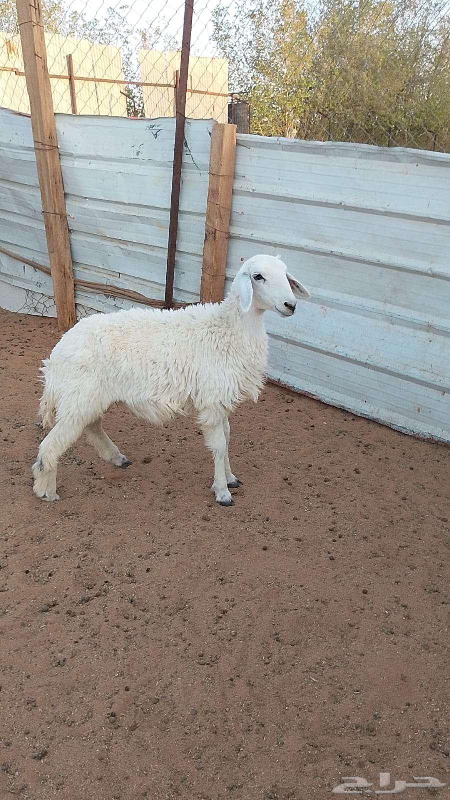 رخل حريه عمرها 5 شهور64388674579585111