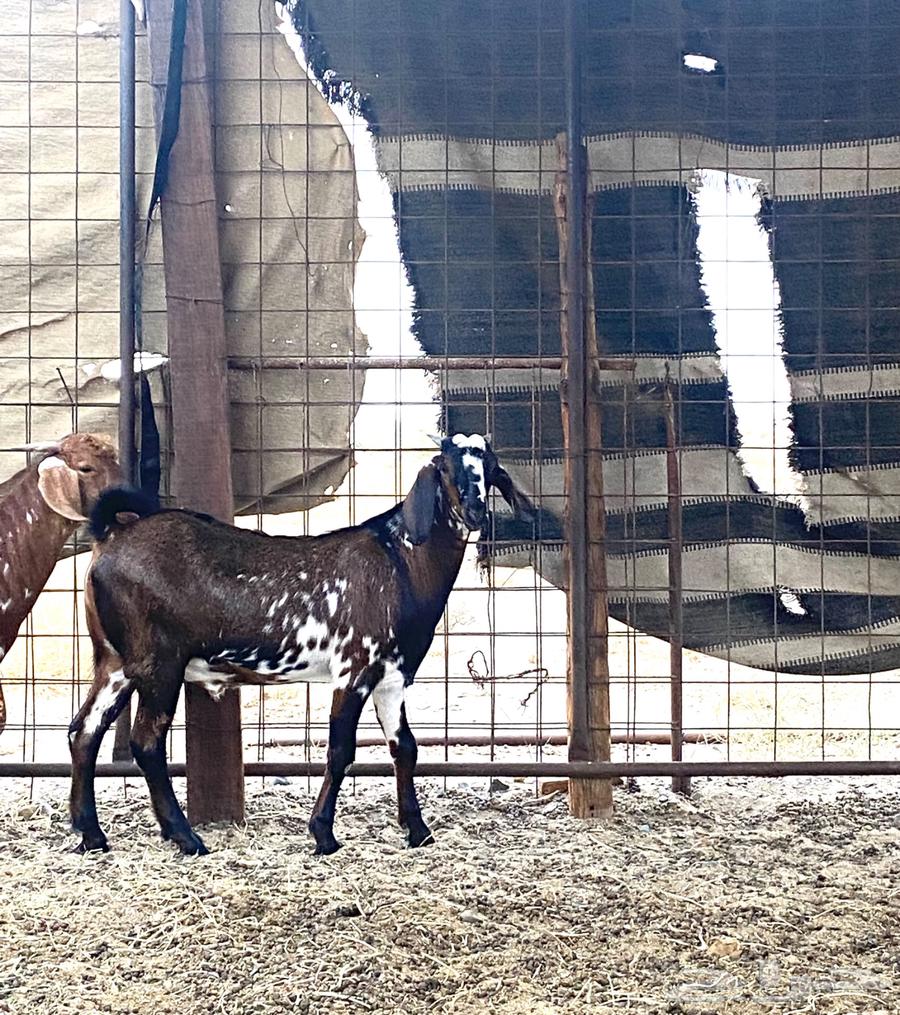 تيوس فاخره للبيع64381878545665114