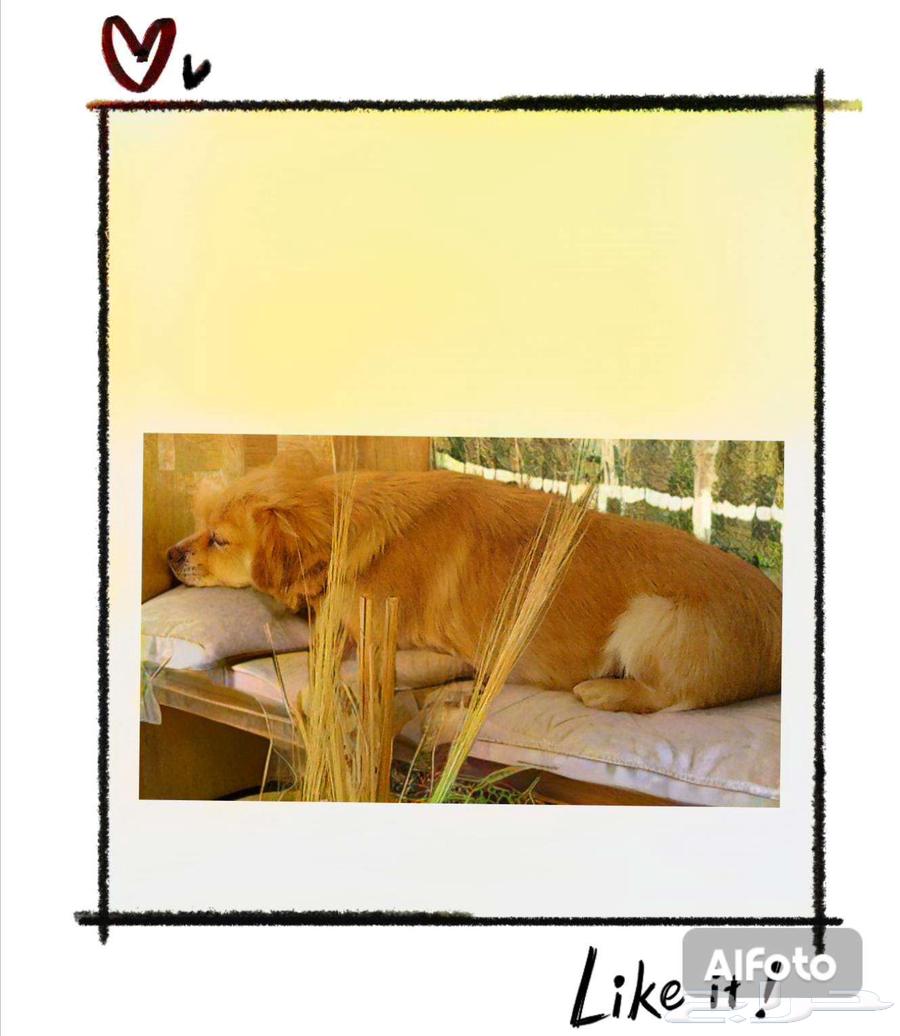 كلبه من نوع شيواوا المكسيكيه64388880765187110