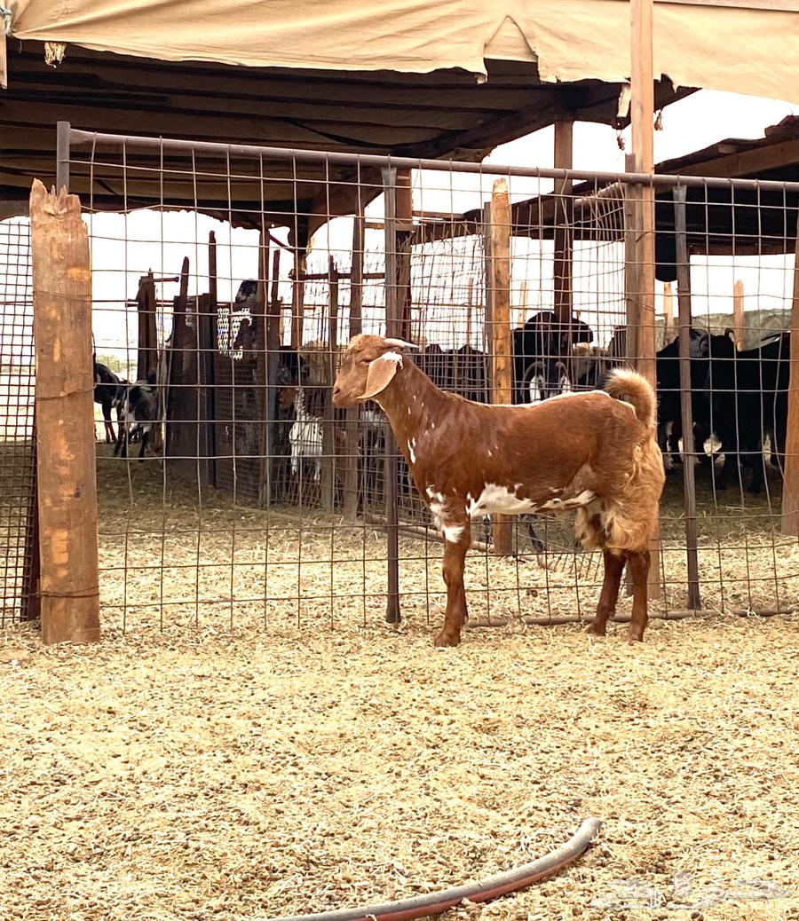 تيوس فاخره للبيع64381878545665110