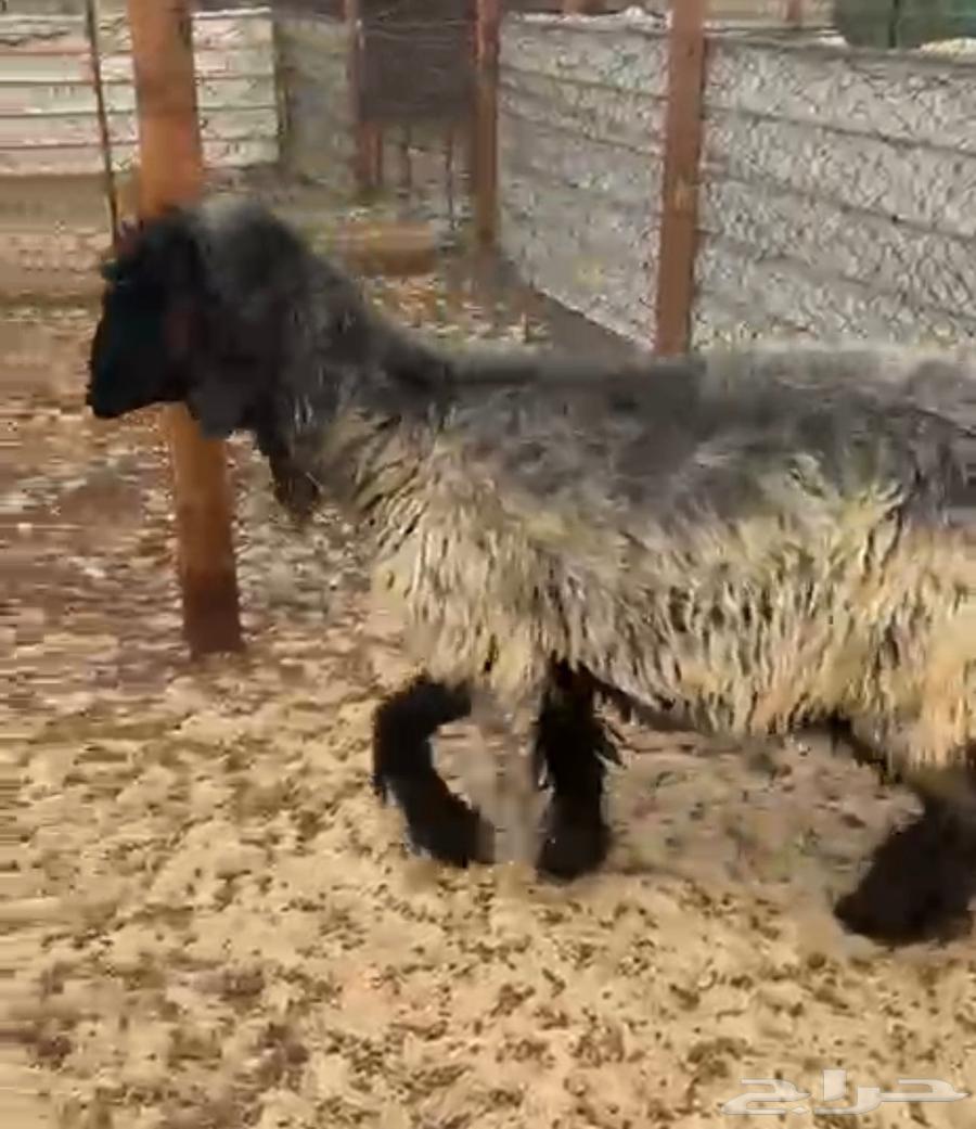 شاة عربية كفووو64382362400131110