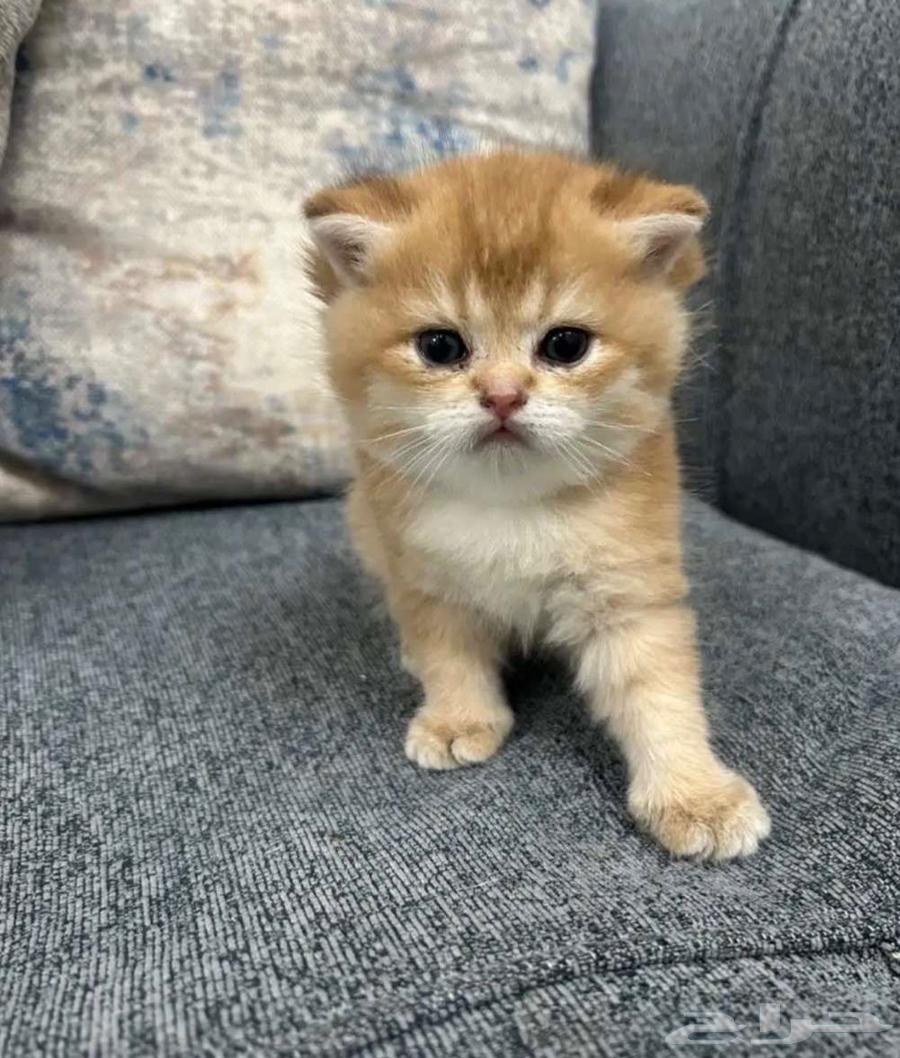 قطط للبيع برتش بيور الأحساء64390082328321111