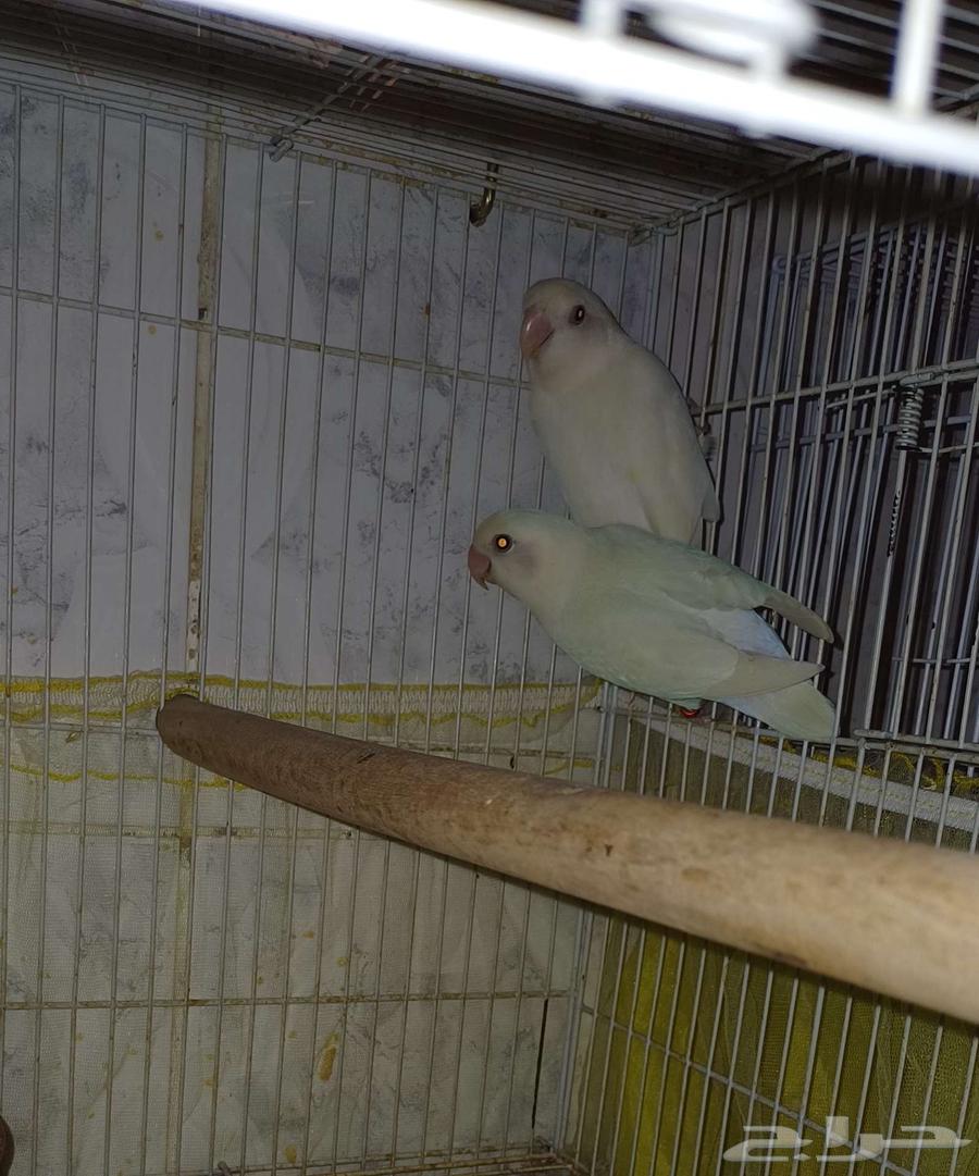 للبيع او البدل. زوج روز البينو مع البيض64389668034051110